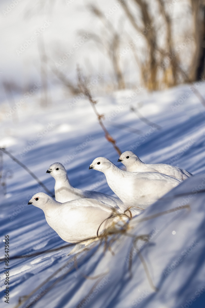Willow Ptarmigans (Lagopus lagopus) standing in snow with white winter plumage in Arctic Valley, South-central Alaska; Alaska, United States of America Willow Ptarmigans (Lagopus lagopus) standing in snow with white winter plumage in Arctic Valley, South-central Alaska; Alaska, United States of America