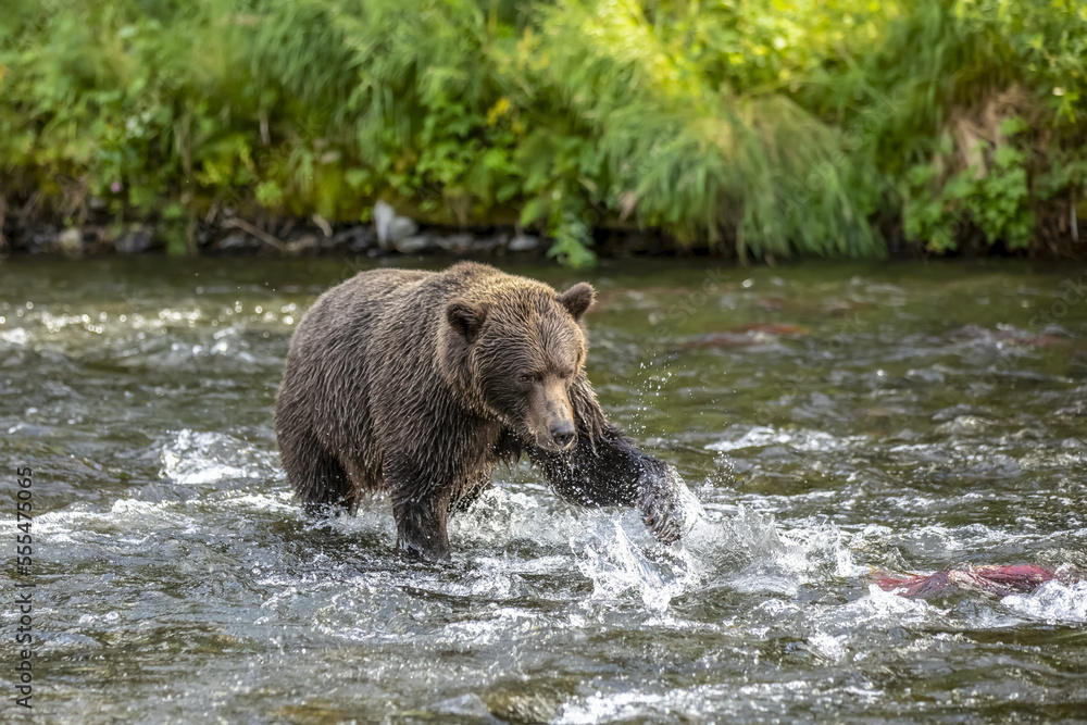 A Brown bear (Ursus arctos) fishes during the summer salmon runs in the Russian River near Cooper Landing, South-central Alaska; Alaska, United States of America A Brown bear (Ursus arctos) fishes during the summer salmon runs in the Russian River near Cooper Landing, South-central Alaska; Alaska, United States of America