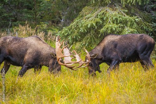 Two large bull Moose (Alces alces) are sparring in Kincade Park in Southwest Anchorage on a sunny autumn day; Anchorage, Alaska, United States of America