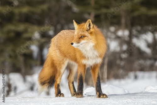 Red fox (Vulpes vulpes) standing on snow in the Campbell Creek area in winter looking for rodents and other food, South-central Alaska; Anchorage, Alaska, United States of America photo