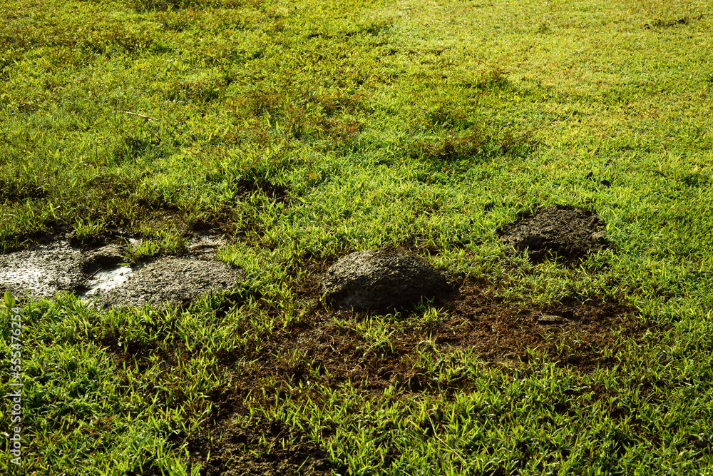 buffalo dung on the grass buffalo dung on the grass