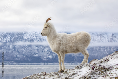 Dall sheep ewe (Ovis dalli) on a rocky hillside overlooking Turnagain Arm and near the Seward Highway at MP 107 in winter with hardly any snow, South-central Alaska; Alaska, United States of America