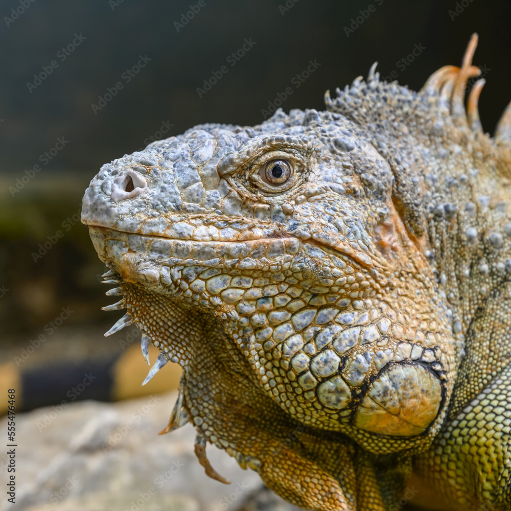 Iguanas on an Iguana farm, French Harbour; Roatan, Bay Islands Department, Honduras Iguanas on an Iguana farm, French Harbour; Roatan, Bay Islands Department, Honduras