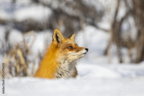 Red fox (Vulpes vulpes) alert in the snow; Alaska, United States of America photo