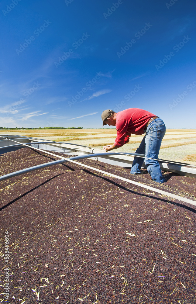 A farmer checks canola in the back of a farm truck during the harvest near Lorette; Manitoba, Canada A farmer checks canola in the back of a farm truck during the harvest near Lorette; Manitoba, Canada