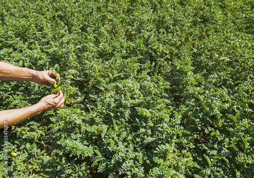 Farmer examining a mid-growth chickpea field, near Kincaid; Saskatchewan, Canada