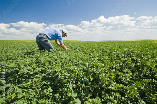 A farmer examining a mid-growth chickpea field, near Kincaid; Saskatchewan, Canada photo