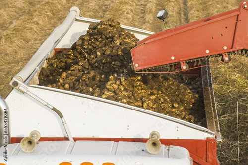 A potato digger harvests and loads a truck with potatoes, near Holland; Manitoba, Canada photo