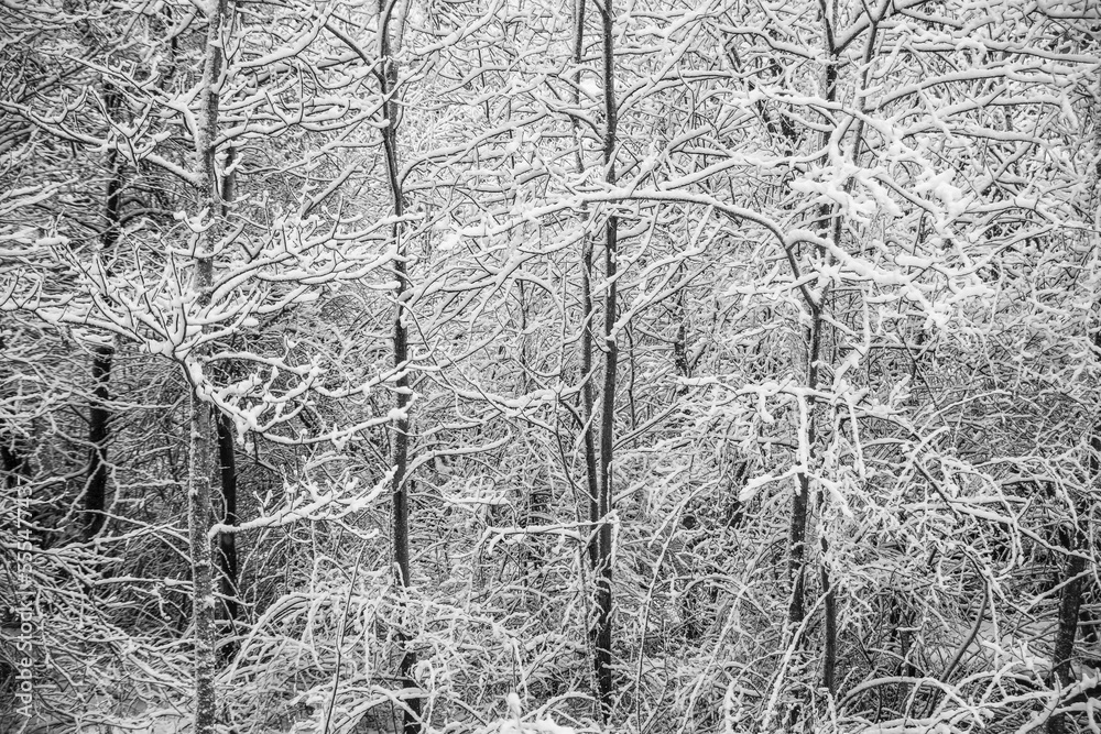 April spring snow coats a stand of Aspen trees along Parkers Brook; Bedford, Nova Scotia, Canada April spring snow coats a stand of Aspen trees along Parkers Brook; Bedford, Nova Scotia, Canada