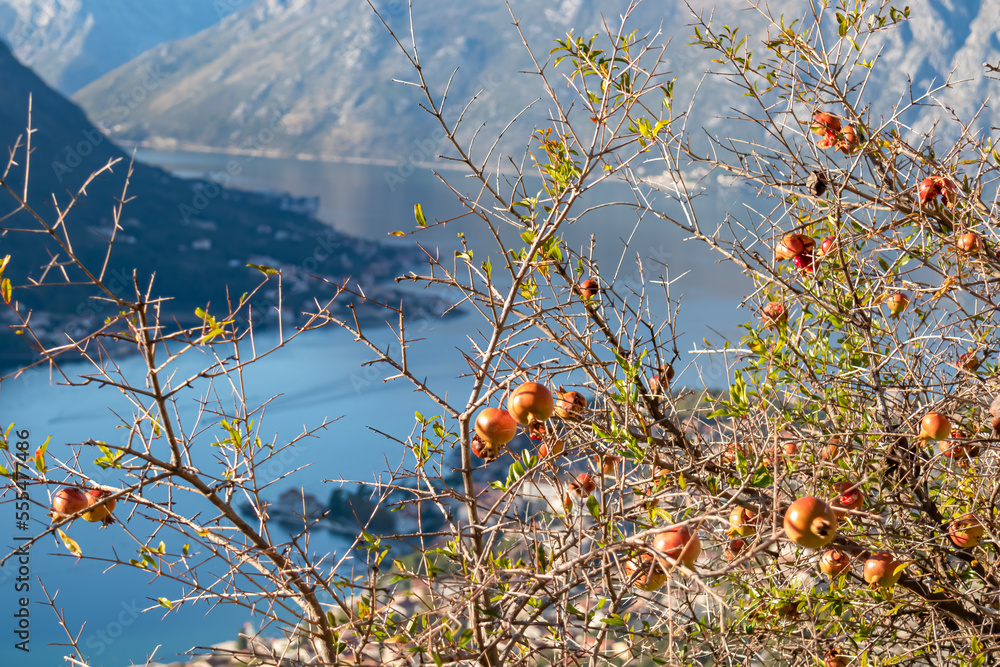 Pomegranate fruit on tree branch with scenic view of bay of Kotor during sunrise in summer, Adriatic Mediterranean Sea, Montenegro, Balkan Peninsula, Europe. Fjord winding along the coastal towns