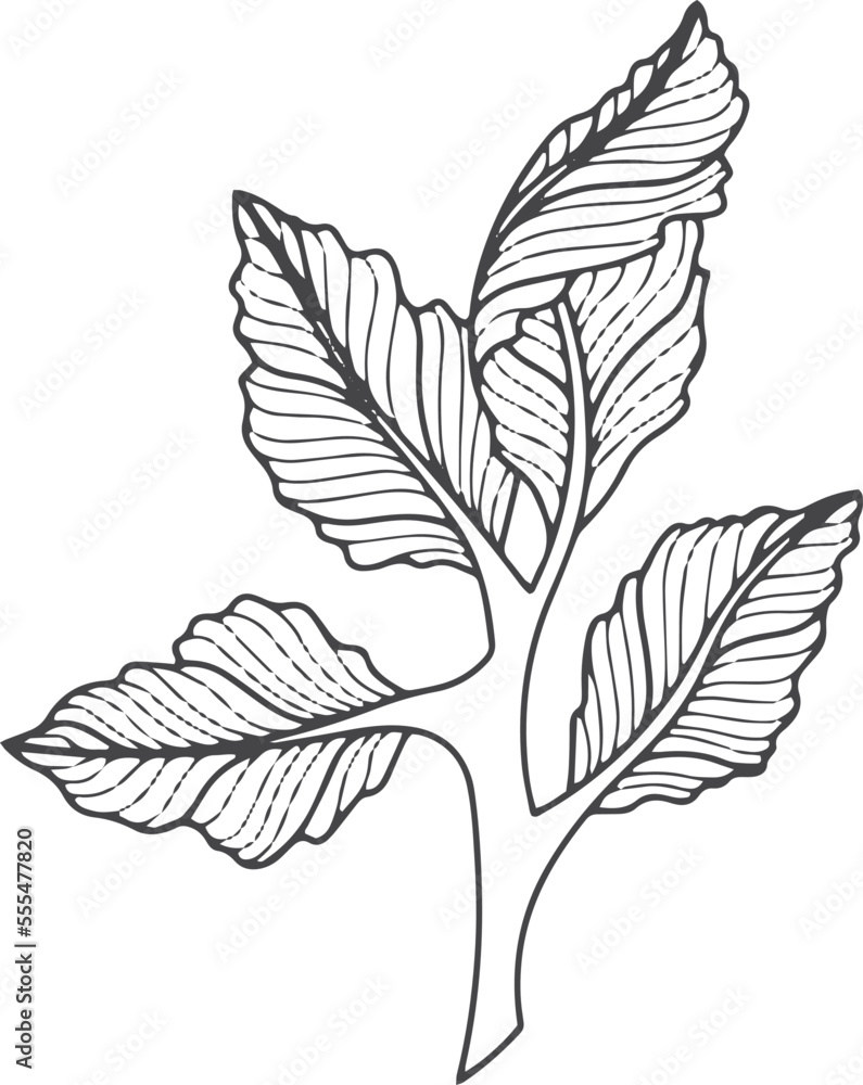 Leaf branch in asian style. Botanical element drawing