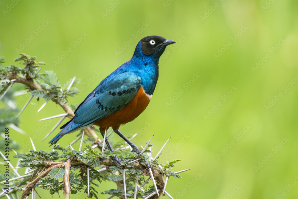 Superb Starling (Lamprotornis superbus) perched on thorny Acacia branch in Ngorongoro Crater, Ngorongoro Conservation Area; Tanzania Superb Starling (Lamprotornis superbus) perched on thorny Acacia branch in Ngorongoro Crater, Ngorongoro Conservation Area; Tanzania