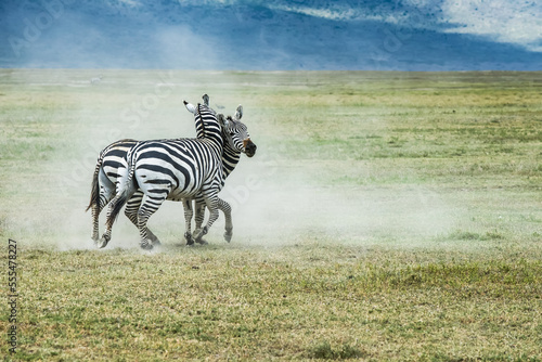 Pair of Zebra (Equus grevyi) stallions fighting on dusty plains of Ngorongoro Crater, Ngorongoro Conservation Area; Tanzania photo