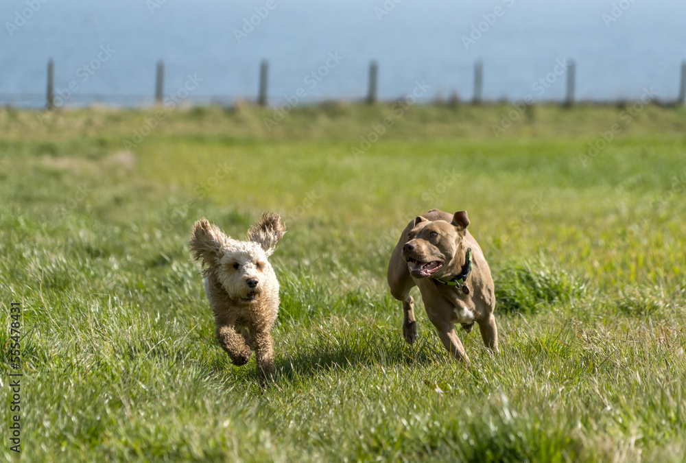 Two dogs running in a grass field; South Shields, Tyne and Wear, England Two dogs running in a grass field; South Shields, Tyne and Wear, England