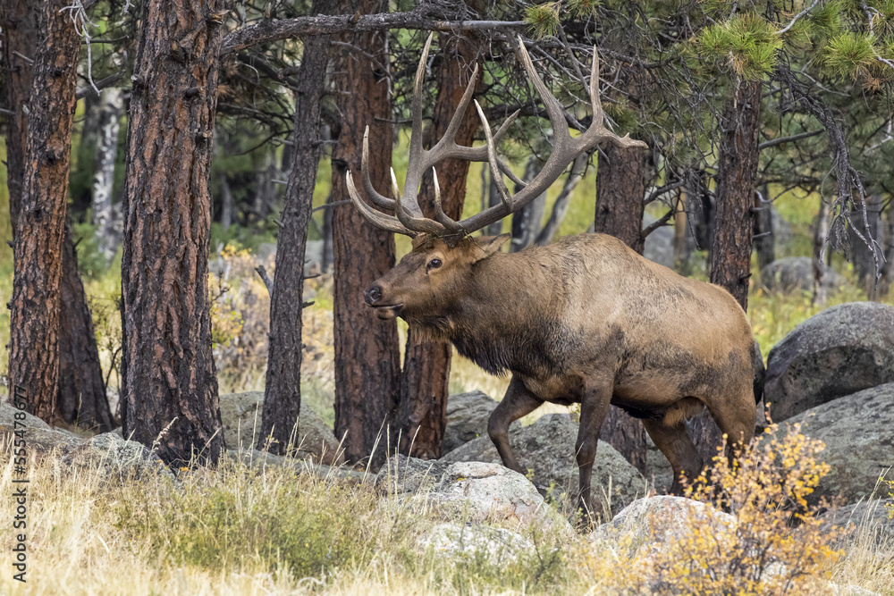 Bull elk (Cervus canadensis); Denver, Colorado, United States of America Bull elk (Cervus canadensis); Denver, Colorado, United States of America