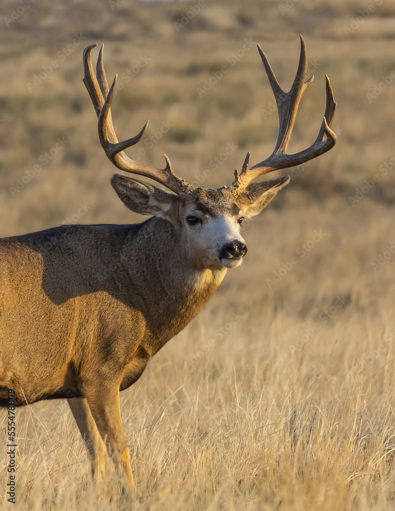 Mule deer buck (Odocoileus hemionus) standing in a grass field; Denver, Colorado, United States of America Mule deer buck (Odocoileus hemionus) standing in a grass field; Denver, Colorado, United States of America