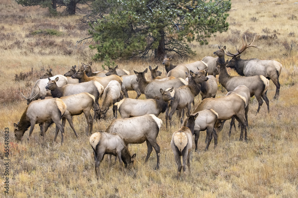 Bull elk (Cervus canadensis) with cow elk and calves; Denver, Colorado, United States of America Bull elk (Cervus canadensis) with cow elk and calves; Denver, Colorado, United States of America
