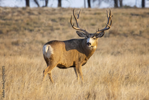 Mule deer buck (Odocoileus hemionus) standing in a grass field; Denver, Colorado, United States of America photo