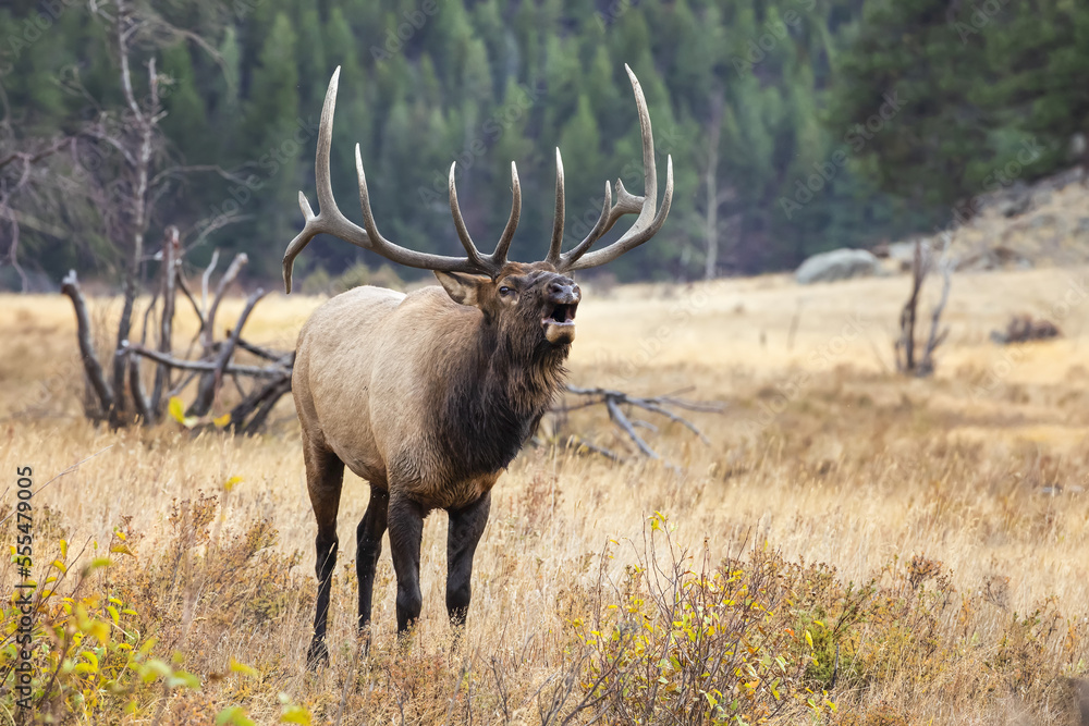 Bull elk (Cervus canadensis) bugling in a field; Denver, Colorado, United States of America Bull elk (Cervus canadensis) bugling in a field; Denver, Colorado, United States of America