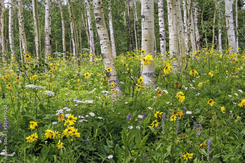 Wildflowers in a meadow among birch trees; Denver, Colorado, United States of America Wildflowers in a meadow among birch trees; Denver, Colorado, United States of America