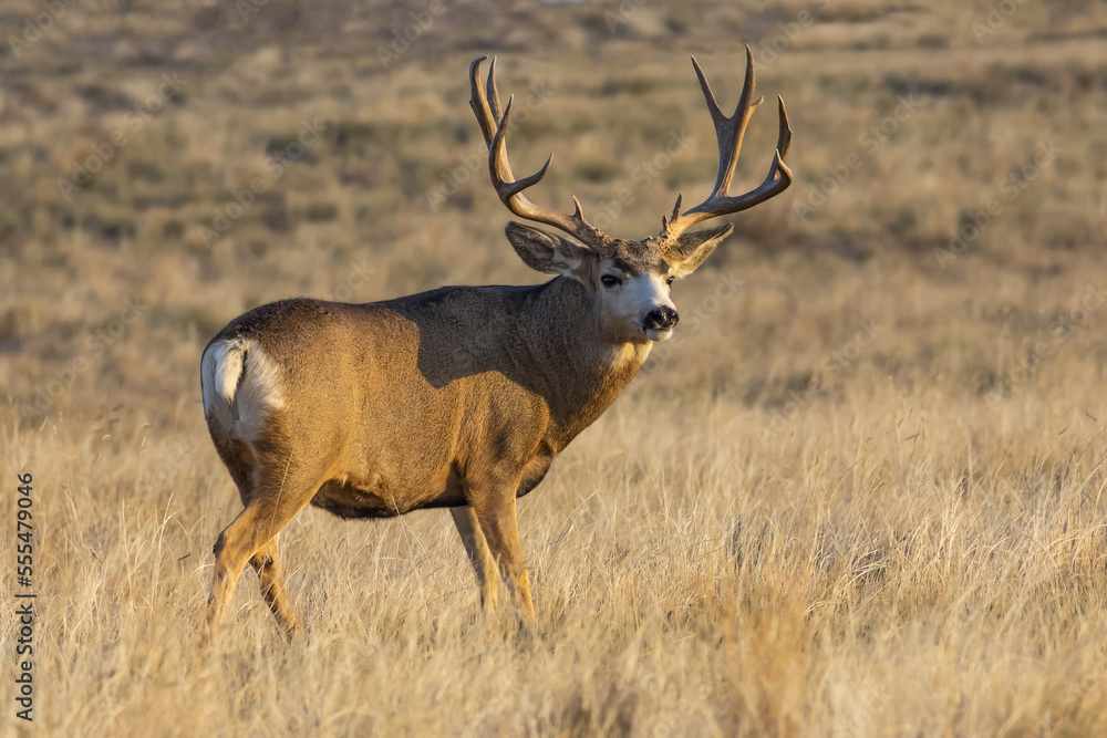 Mule deer (Odocoileus hemionus) buck standing in a grass field; Denver, Colorado, United States of America Mule deer (Odocoileus hemionus) buck standing in a grass field; Denver, Colorado, United States of America