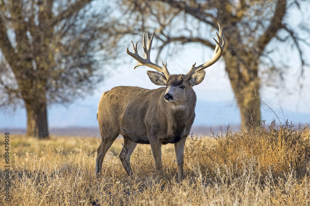 Mule deer (Odocoileus hemionus) buck standing in a grass field at sunset; Denver, Colorado, United States of America Mule deer (Odocoileus hemionus) buck standing in a grass field at sunset; Denver, Colorado, United States of America