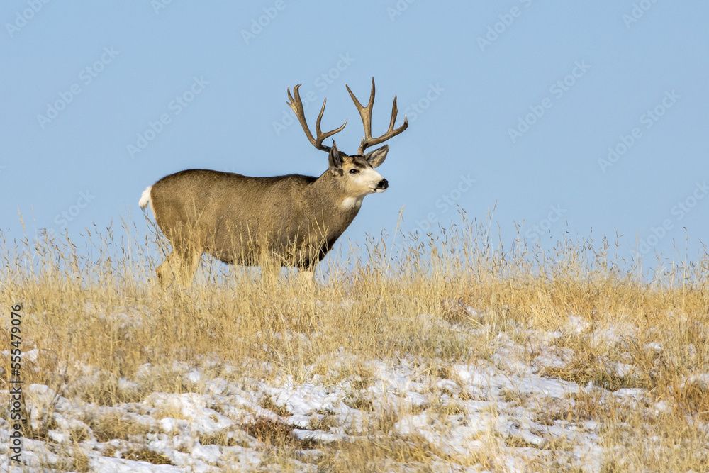 Mule deer (Odocoileus hemionus) buck standing in a grass field with traces of snow against a blue sky; Denver, Colorado, United States of America Mule deer (Odocoileus hemionus) buck standing in a grass field with traces of snow against a blue sky; Denver, Colorado, United States of America