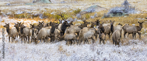 Gang of bull elk (Cervus canadensis) and cow elk standing in a field with frost; Denver, Colorado, United States of America photo