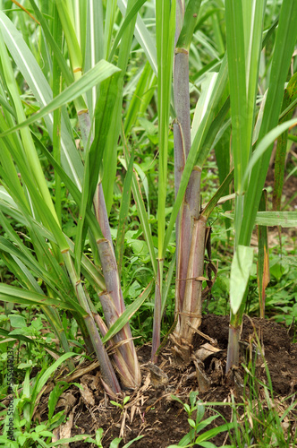 sugar cane stalks and small seeds