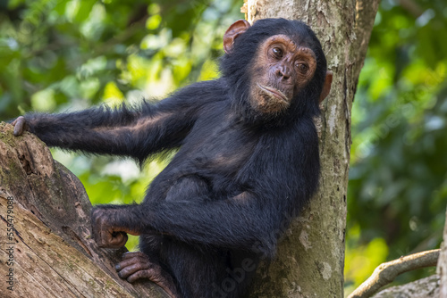 Young Chimpanzee (Pan troglodytes) resting in a tree in Mahale Mountains National Park on the shore of Lake Tanganika; Tanzania photo