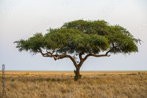 A lone acacia tree on the edge of the Katavi Plain in Katavi National Park; Tanzania photo