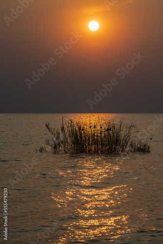 Reflection of setting sun through reeds with weaver bird nests on Lake Tanganyika, Mahale Mountains National Park; Tanzania photo