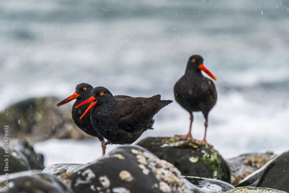 A family of American Black Oystercatchers (Haematopus bachmani) hangs out in the rain on the Oregon Coast; Seaside, Oregon, United States of America A family of American Black Oystercatchers (Haematopus bachmani) hangs out in the rain on the Oregon Coast; Seaside, Oregon, United States of America