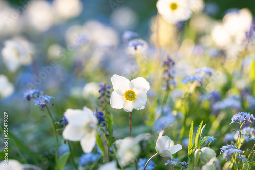 Close up of white and blue flowers in the garden. Finland