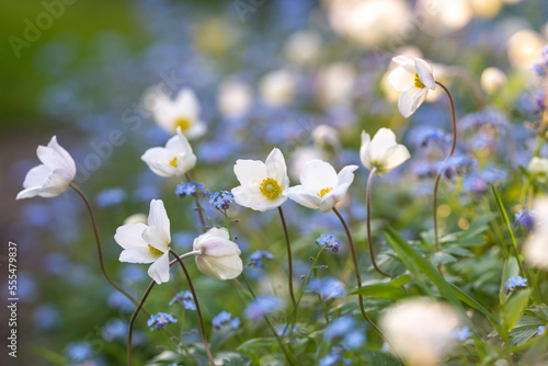 Close up of white and blue flowers in the garden. Finland
