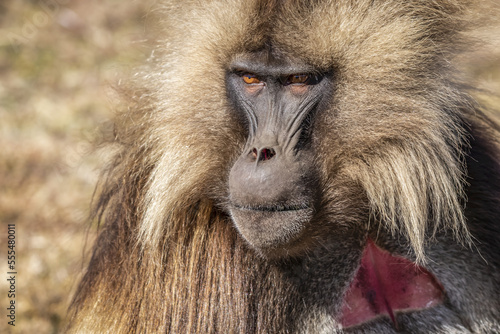 Wallpaper Mural Male Gelada (Theropithecus gelada), Simien National Park; Amhara Region, Ethiopia Torontodigital.ca