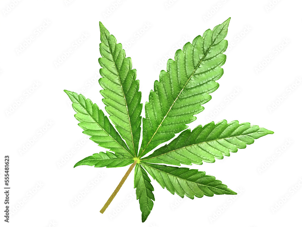 Cannabis leaf on a white background Cannabis leaf on a white background