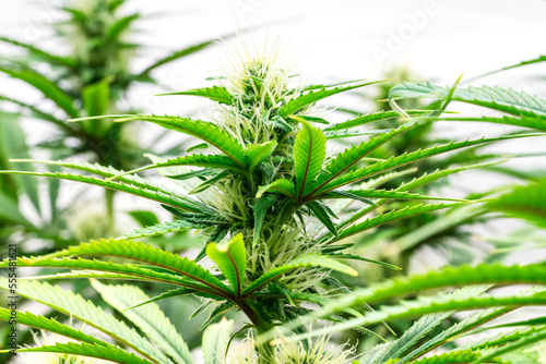 Marijuana plants in early flowering stage; Cave Junction, Oregon, United States of America