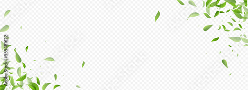 Green Leaf Swirl Vector Panoramic Transparent