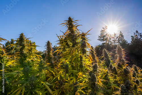 Cannabis plant in late flowering stage growing outdoors; Cave Junction, Oregon, United States of America
