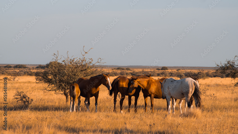 herd of wildebeest herd of wildebeest