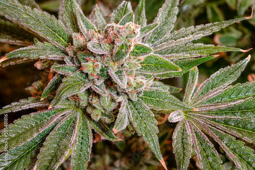 Cannabis plant in late flowering stage; Cave Junction, Oregon, United States of America photo