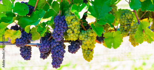 Clusters of purple and green grapes hanging from a vine; British Columbia, Canada