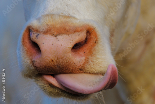 Funny cow closeup with tongue out by pink nose.