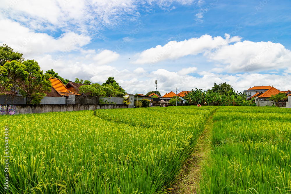 Traditional rice field with beautiful landscape and houses with orange roofs and blue sky with white clouds in Canggu village. Bali, Inndonesia. Traditional rice field with beautiful landscape and houses with orange roofs and blue sky with white clouds in Canggu village. Bali, Inndonesia.