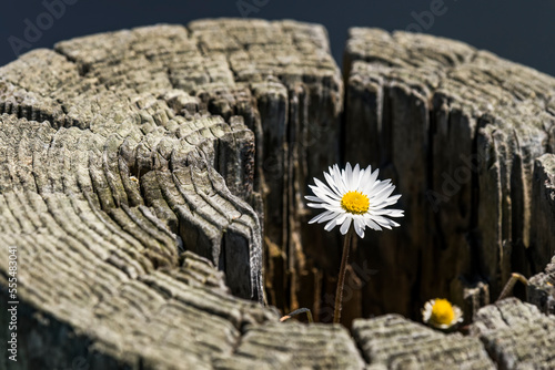 An English Daisy (Bellis perennis) grows in an old fence post on the Oregon Coast; Depot Bay, Oregon, United States of America photo