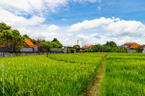 Traditional rice field with beautiful landscape and houses with orange roofs and blue sky with white clouds in Canggu village. Bali, Inndonesia.
