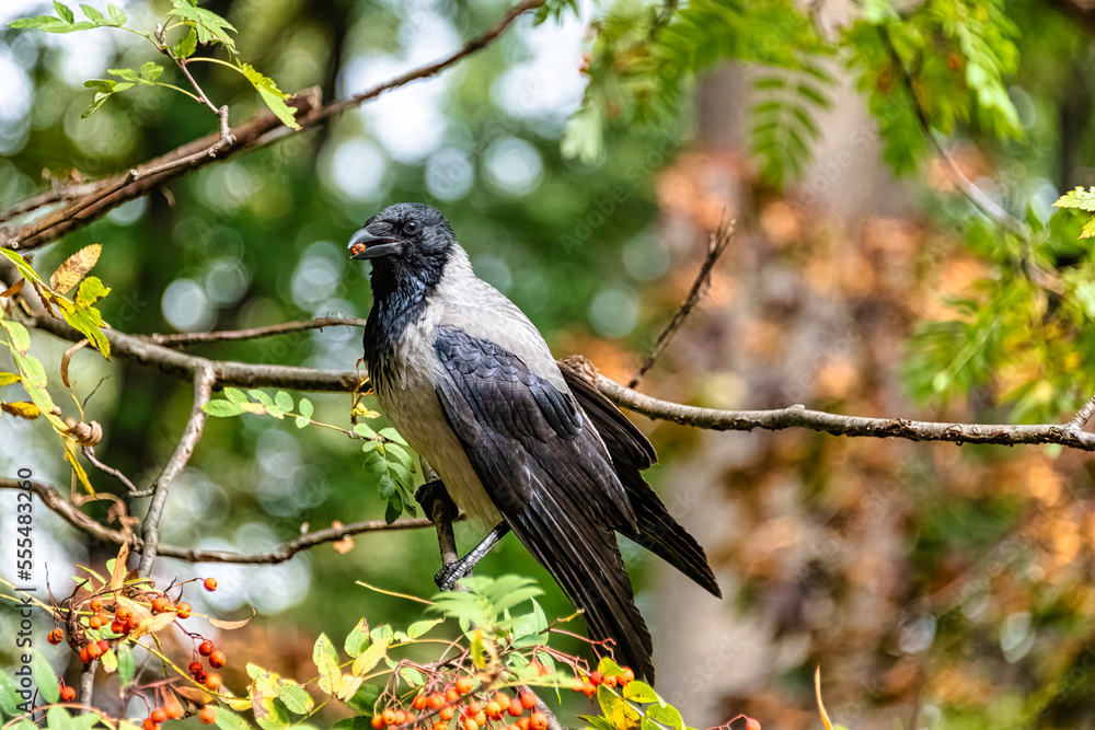 Hooded crow (Corvus cornix) also known as scald-crow or hoodie in Polish park - Warsaw, Poland Hooded crow (Corvus cornix) also known as scald-crow or hoodie in Polish park - Warsaw, Poland
