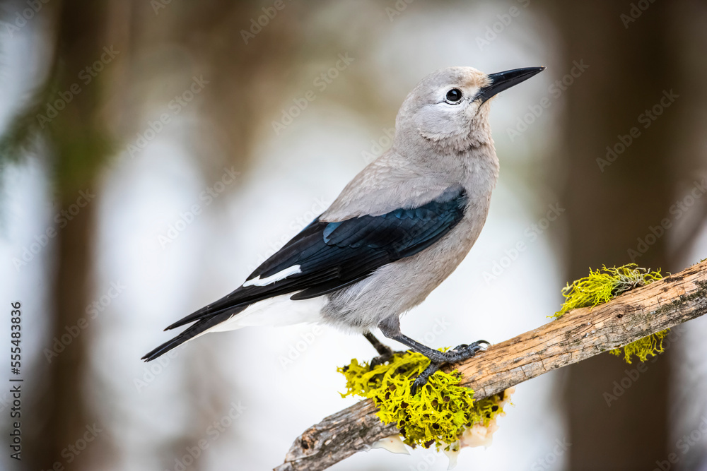 Clark's Nutcracker (Nucifraga columbiana) perched on branch with colourful lichens; Silver Gate, Montana, United States of America Clark's Nutcracker (Nucifraga columbiana) perched on branch with colourful lichens; Silver Gate, Montana, United States of America