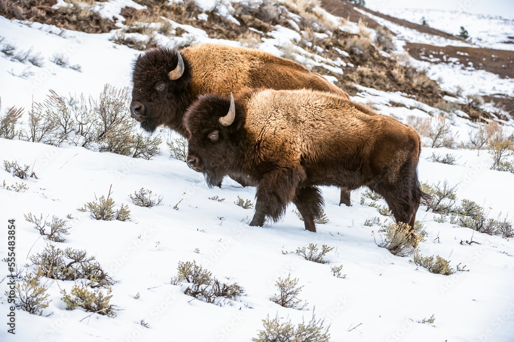 Pair of American Bison bull (Bison bison) on snowy hillside in Lamar Valley, Yellowstone National Park; Wyoming, United States of America Pair of American Bison bull (Bison bison) on snowy hillside in Lamar Valley, Yellowstone National Park; Wyoming, United States of America